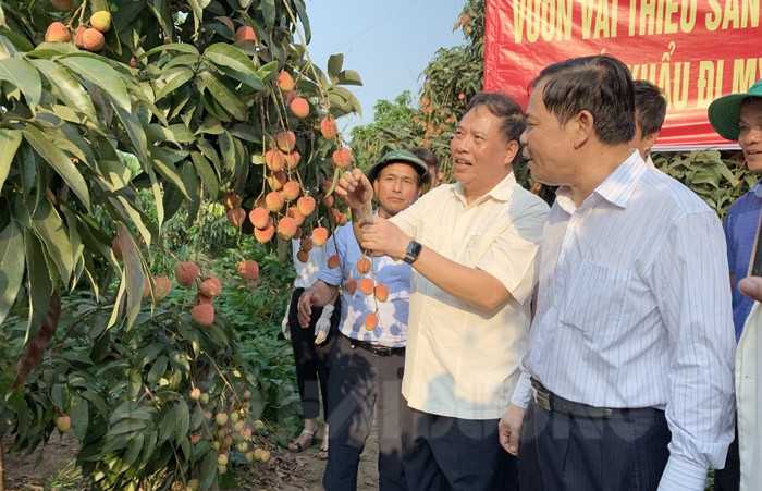 Hai Duong ships first batch of lychee to Singapore, US, Australia